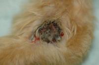 Dog skin cancer