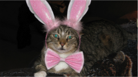 Cat with Bunny Ears