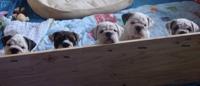 How Start Dog Crate Training