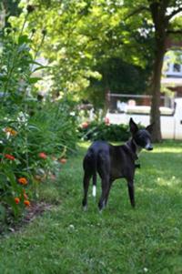 Treat the Yard for Cat and Dog Fleas